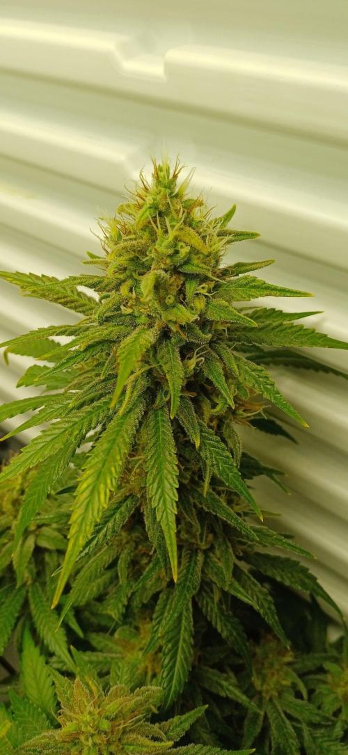 Pineapple Express. Week 14