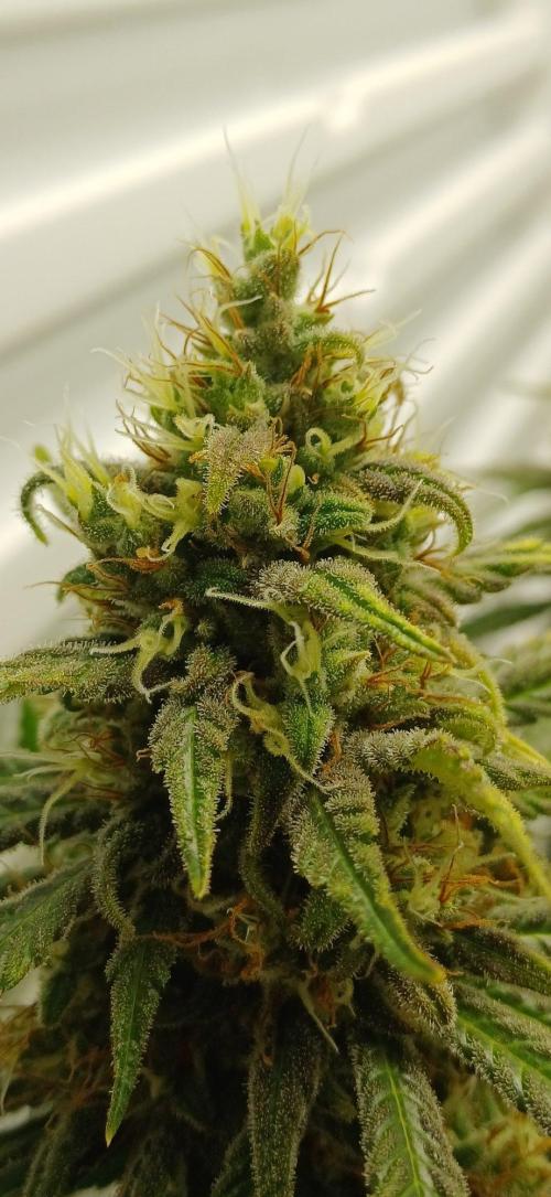 Pineapple Express. Week 14