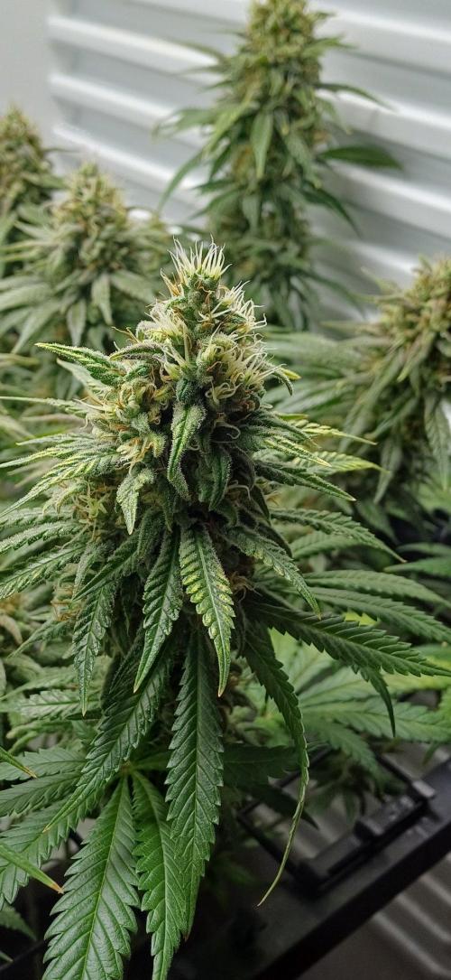 Pineapple Express. Week 14