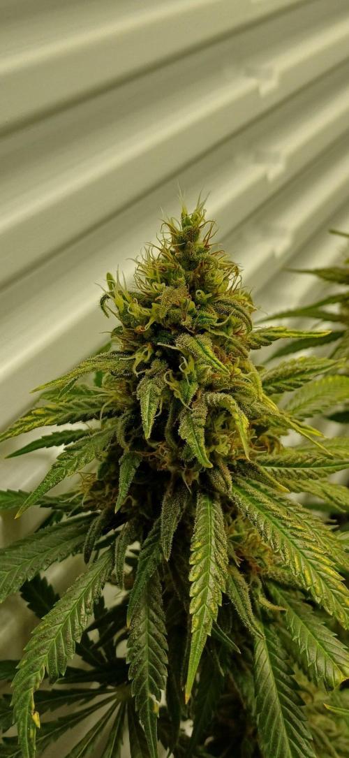 Pineapple Express. Week 14