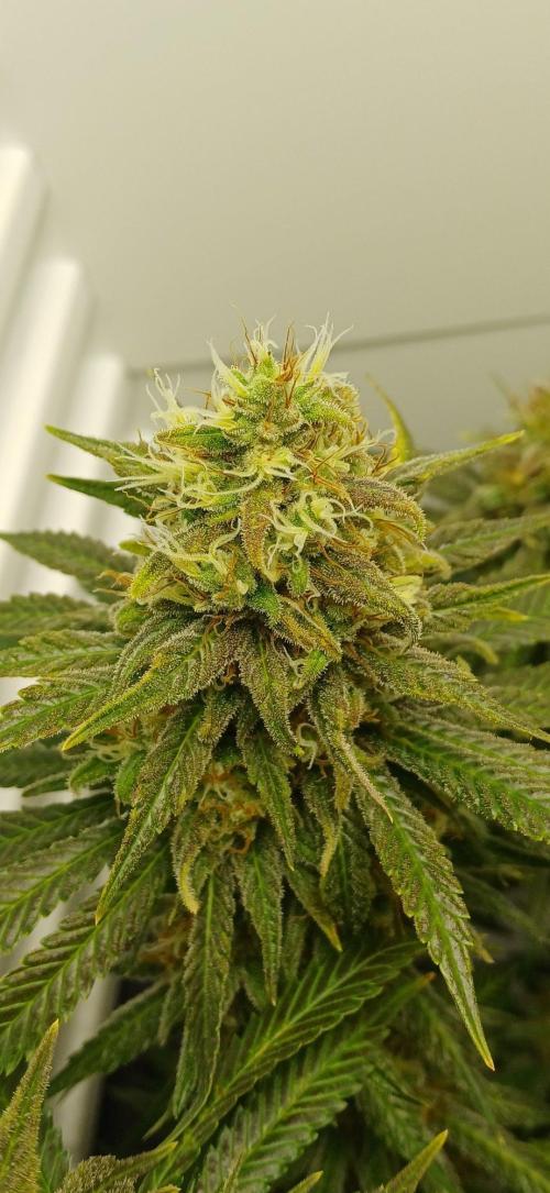 Pineapple Express. Week 14