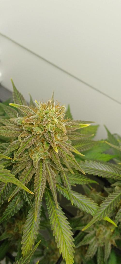 Pineapple Express. Week 14