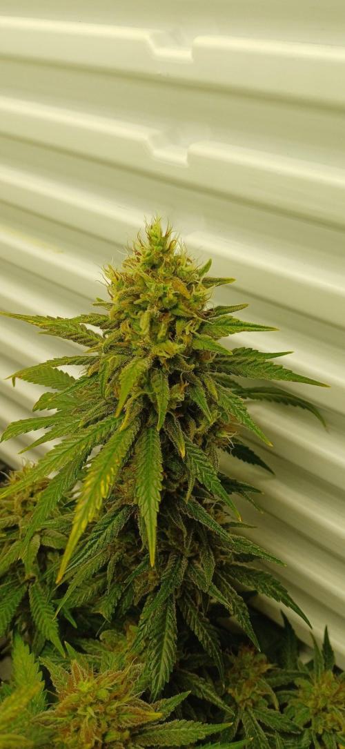 Pineapple Express. Week 14