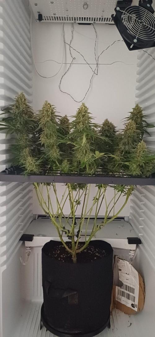 Pineapple Express. Week 15