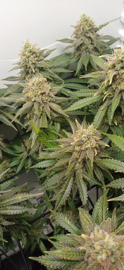 Pineapple Express. Week 15