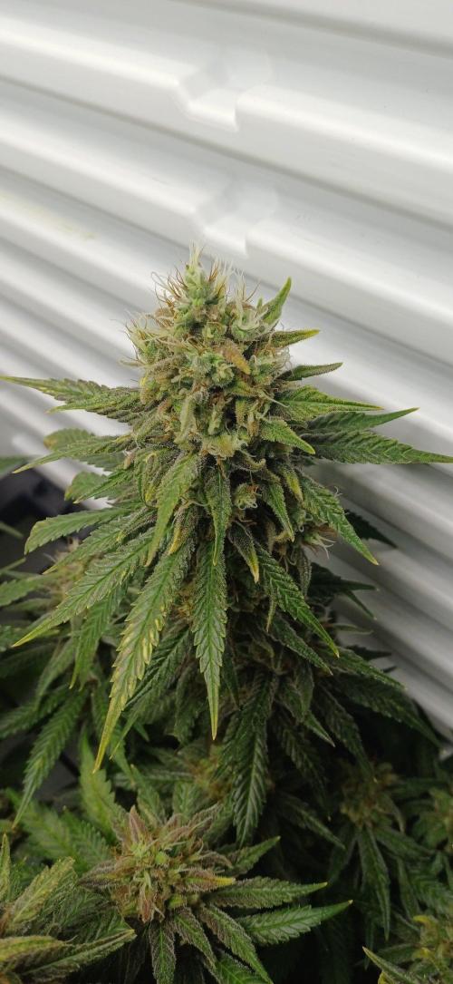 Pineapple Express. Week 15