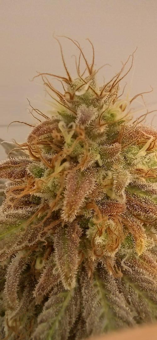 Pineapple Express. Week 15