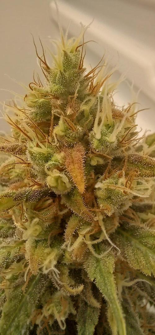 Pineapple Express. Week 15