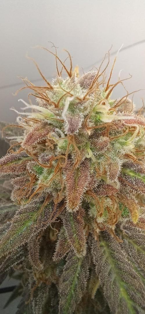 Pineapple Express. Week 15