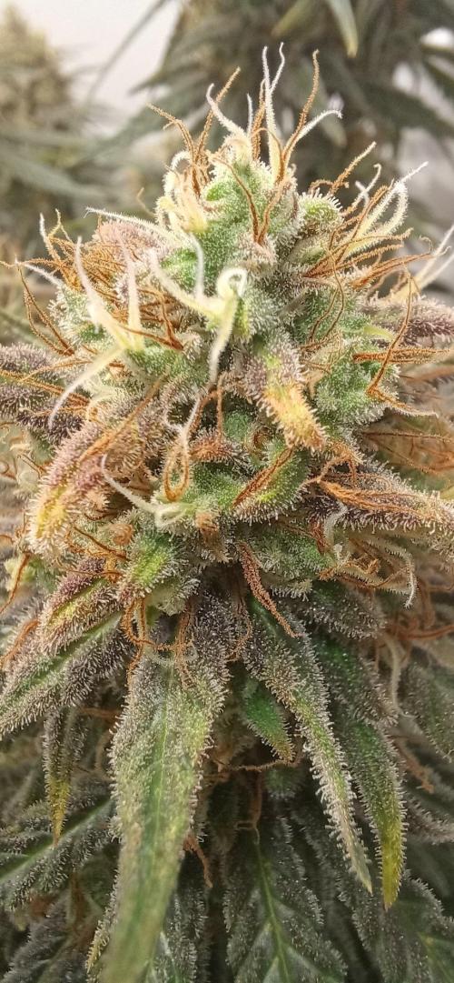 Pineapple Express. Week 15