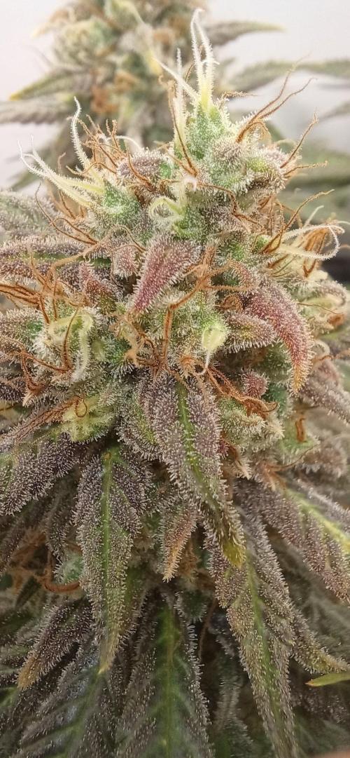 Pineapple Express. Week 15