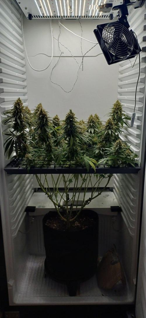 Pineapple Express. Week 15
