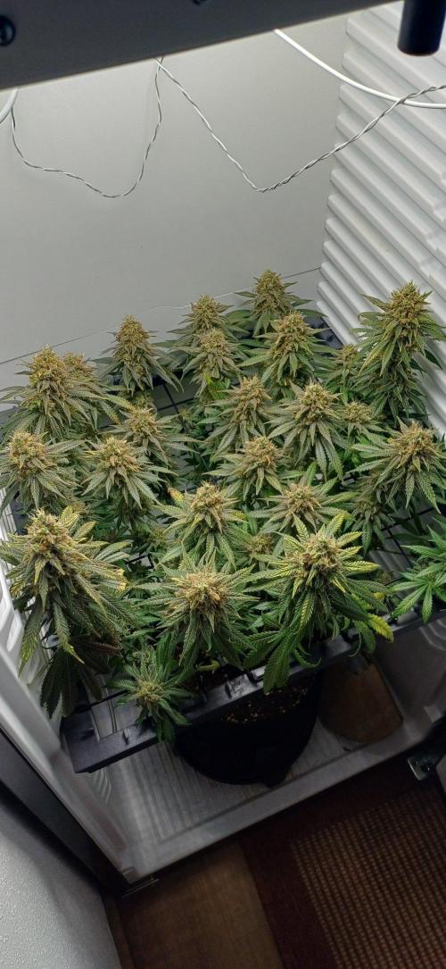 Pineapple Express. Week 15