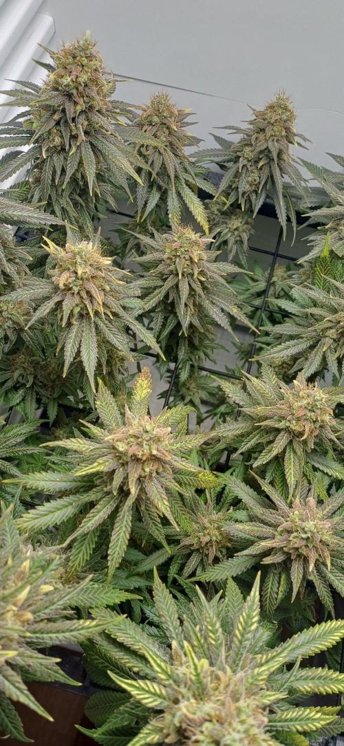 Pineapple Express. Week 15