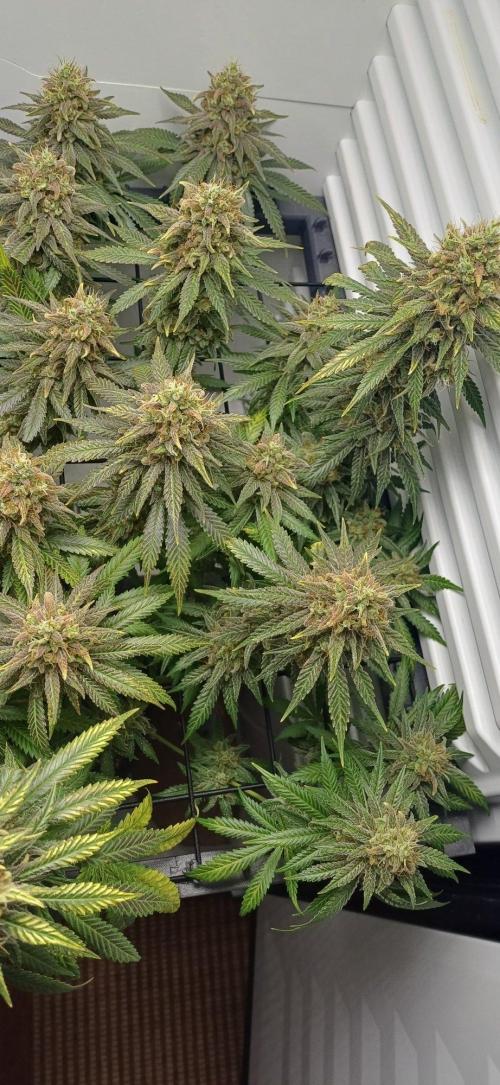 Pineapple Express. Week 15