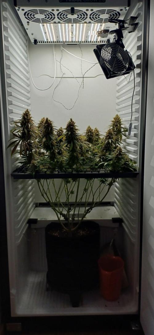 Pineapple Express. Week 16