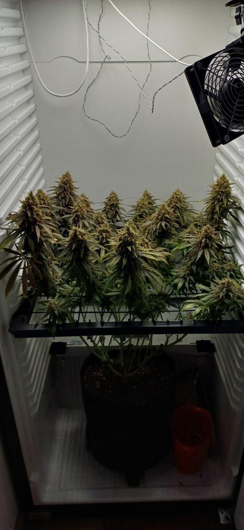 Pineapple Express. Week 16