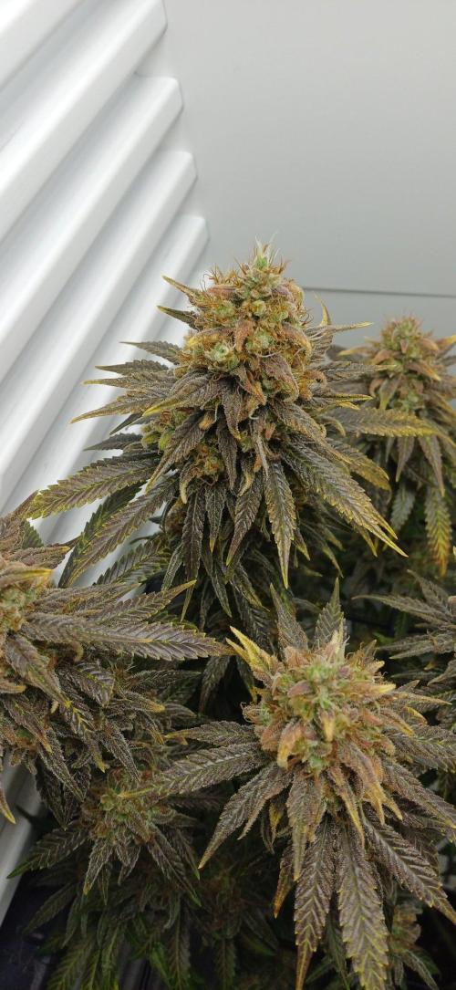 Pineapple Express. Week 16