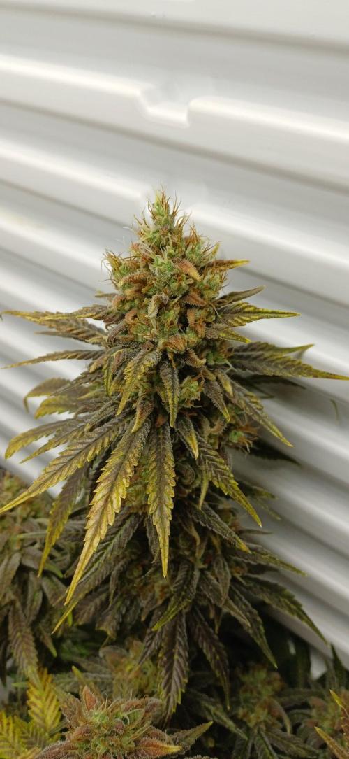 Pineapple Express. Week 16