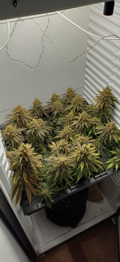 Pineapple Express. Week 16