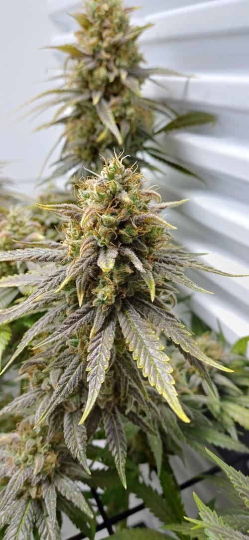 Pineapple Express. Week 16