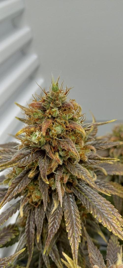 Pineapple Express. Week 16