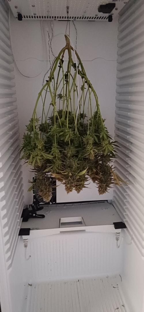 Pineapple Express. Week 17