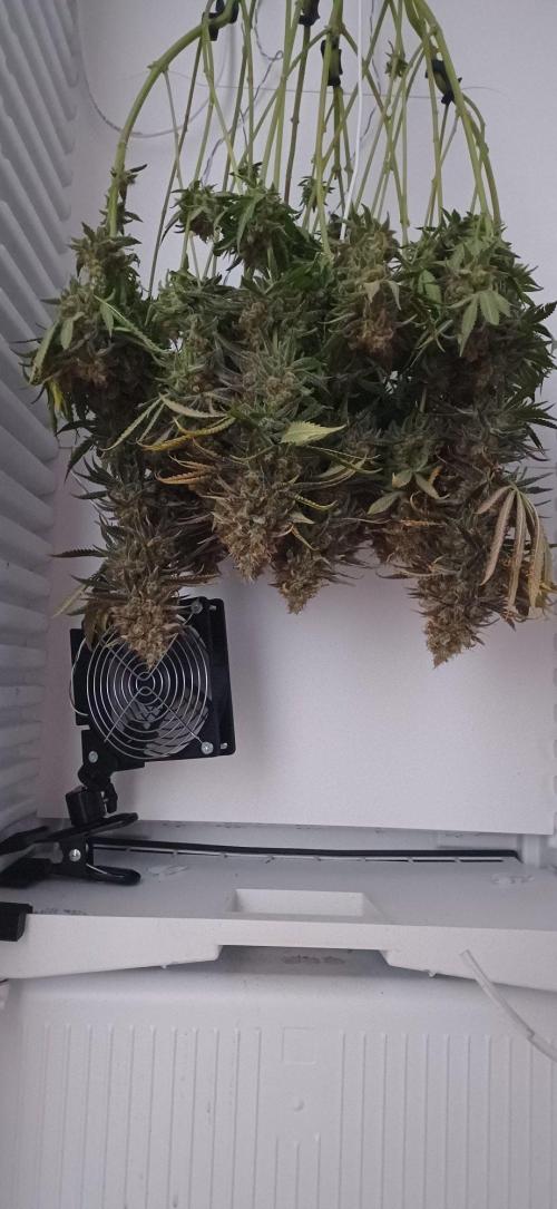 Pineapple Express. Week 17
