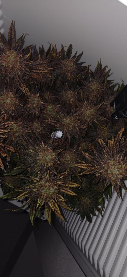 Pineapple Express. Week 17