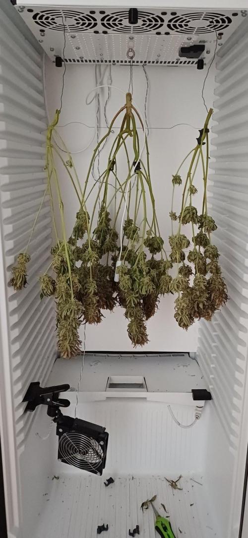 Pineapple Express. Week 17
