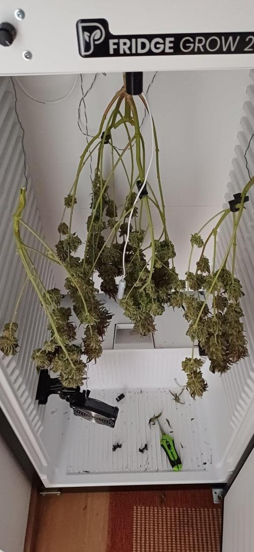 Pineapple Express. Week 17