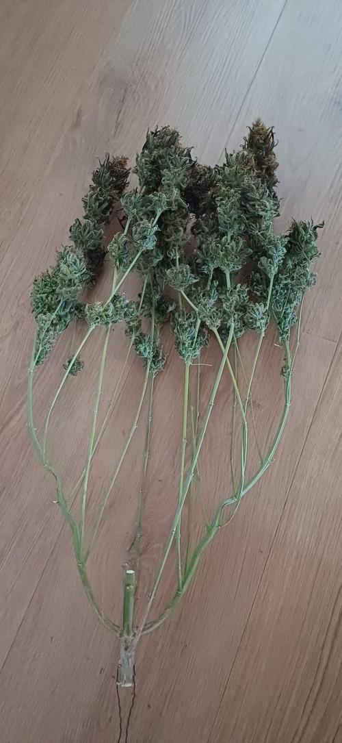 Pineapple Express. Week 17