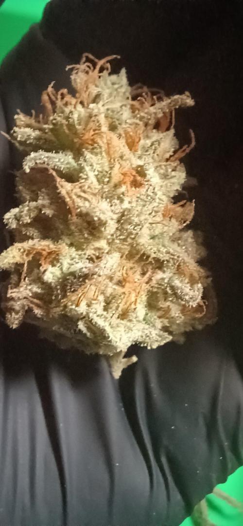 Pineapple Express. Week 17