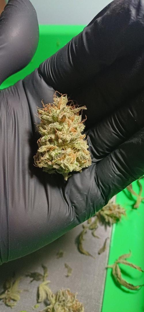 Pineapple Express. Week 17