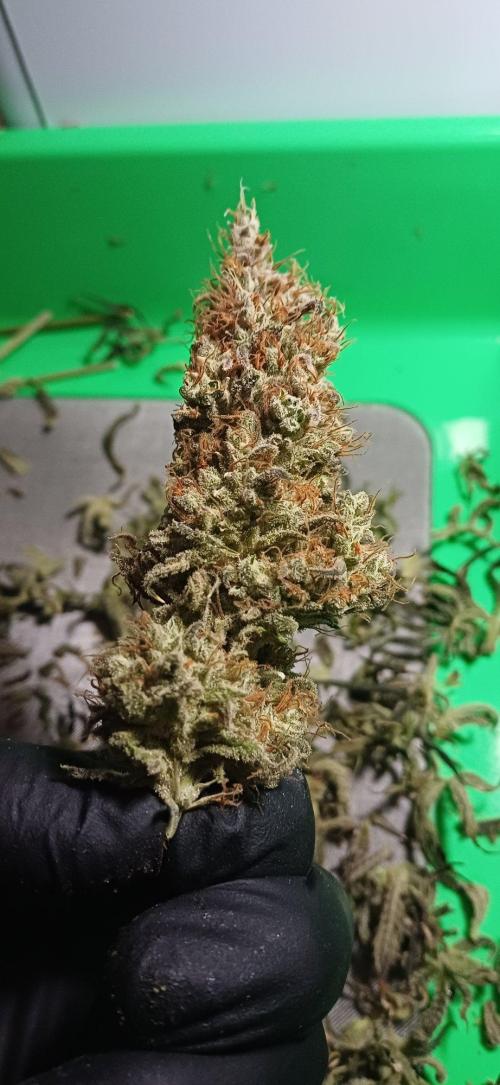 Pineapple Express. Week 17