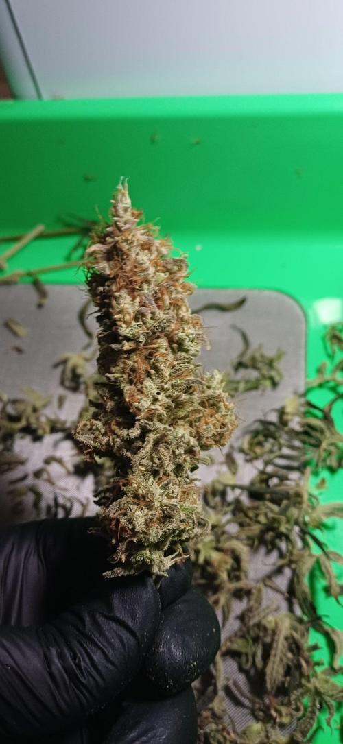Pineapple Express. Week 17