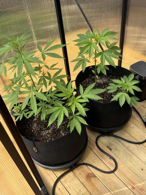 Tropic Gem Texas Green House Grow. Week 3