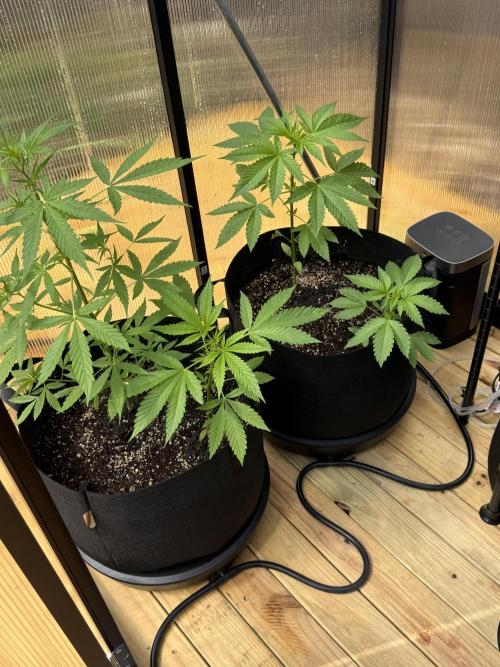 Tropic Gem Texas Green House Grow. Week 3