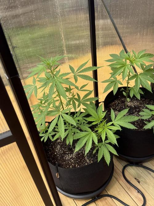Tropic Gem Texas Green House Grow. Week 3