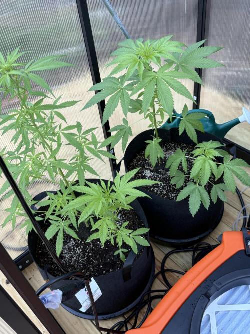 Tropic Gem Texas Green House Grow. Week 3