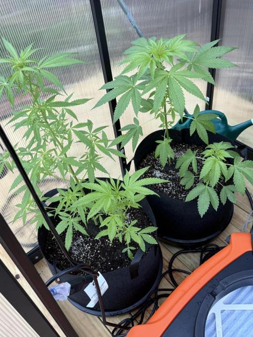 Tropic Gem Texas Green House Grow. Week 3
