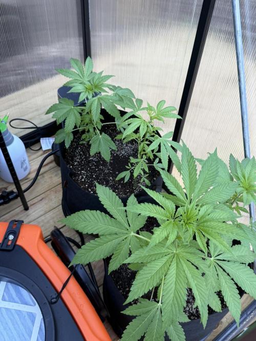 Tropic Gem Texas Green House Grow. Week 3