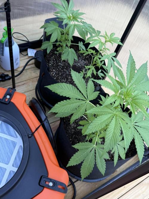 Tropic Gem Texas Green House Grow. Week 3