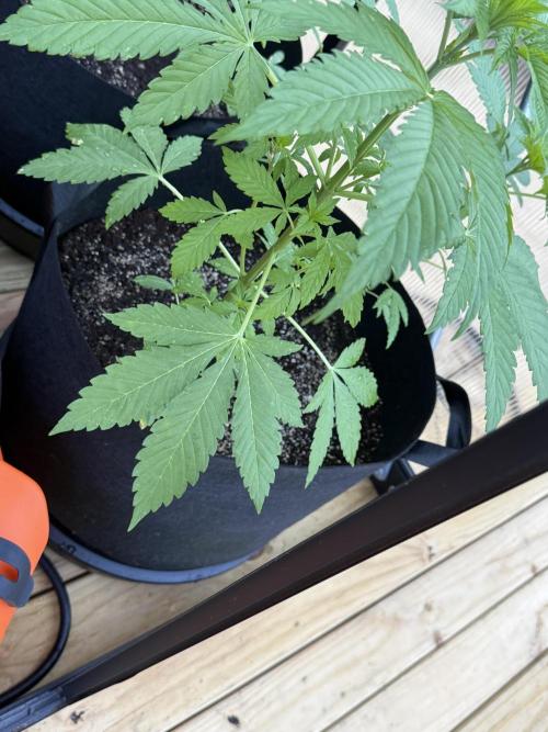 Tropic Gem Texas Green House Grow. Week 3