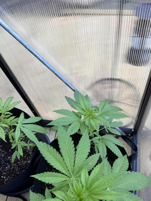 Tropic Gem Texas Green House Grow. Week 3