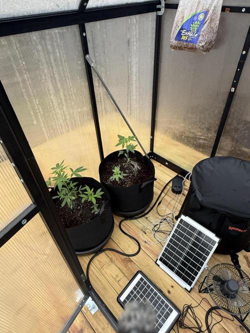 Tropic Gem Texas Green House Grow. Week 2