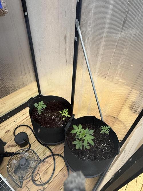 Tropic Gem Texas Green House Grow. Week 2