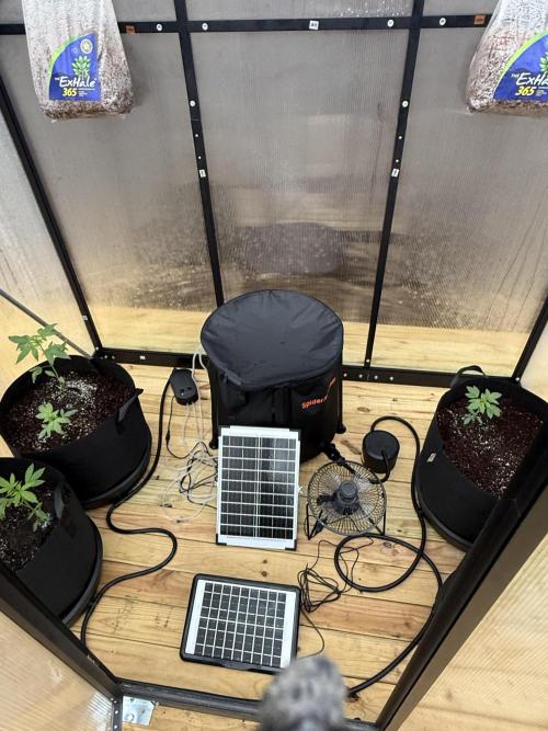 Tropic Gem Texas Green House Grow. Week 2