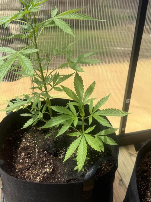 Tropic Gem Texas Green House Grow. Week 2
