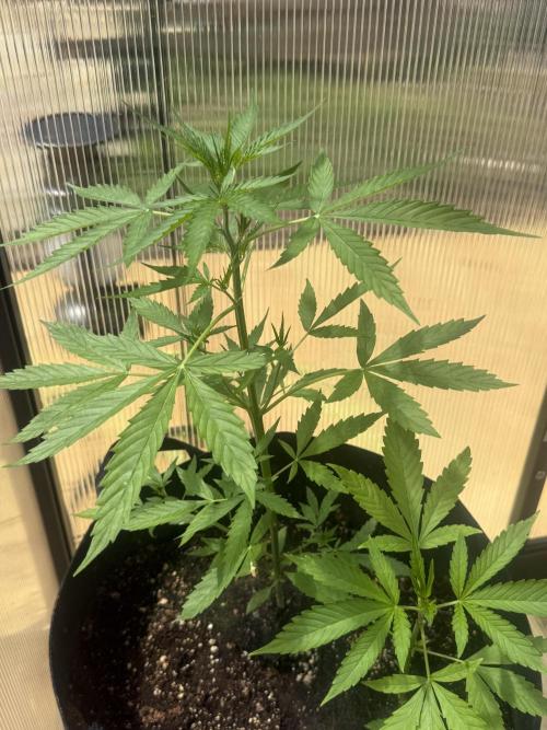 Tropic Gem Texas Green House Grow. Week 2